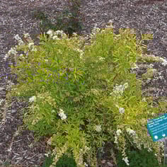 Golden Thunberg's Spirea 2