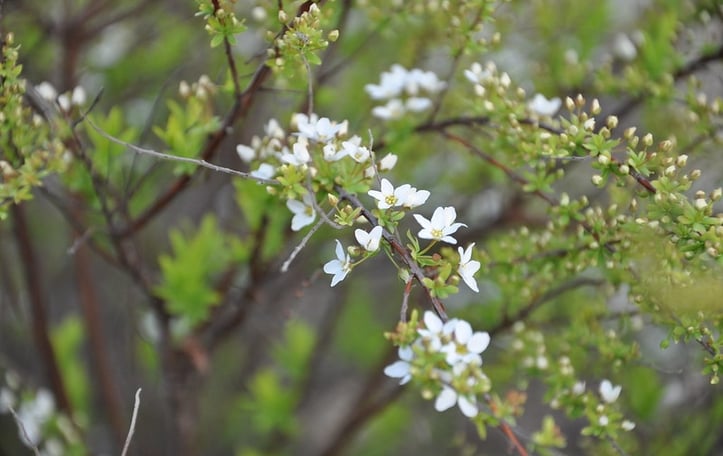 Golden Thunberg's Spirea