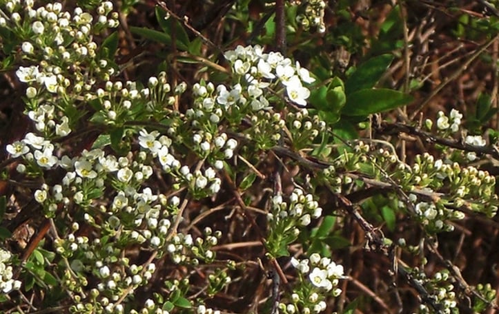 Garland spiraea