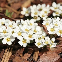 Garland spiraea 2