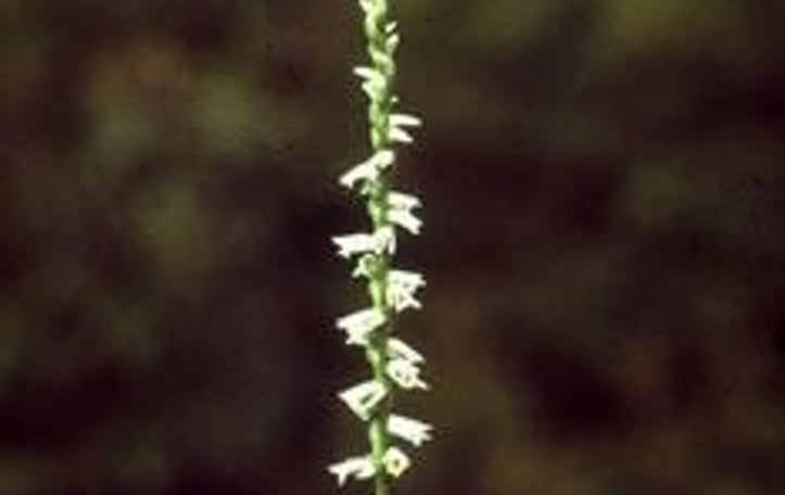Little Ladies Tresses