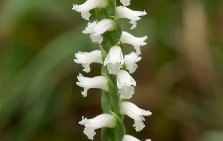 Ladies' Tresses