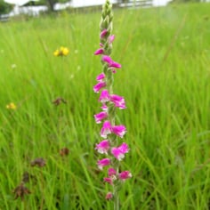 Ladies' Tresses 2