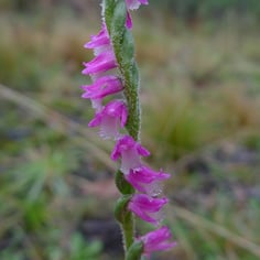 Ladies' Tresses 3