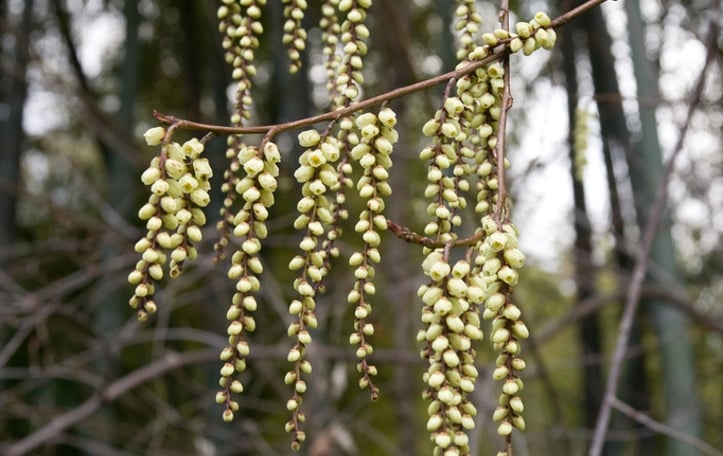 Early Stachyurus