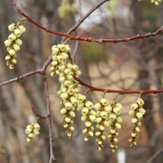 Early Stachyurus 3