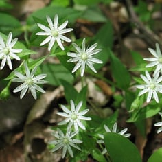 Giant Chickweed 2