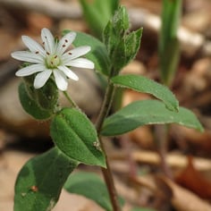 Giant Chickweed 3