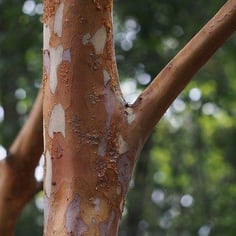 Hime-syara Stewartia 3