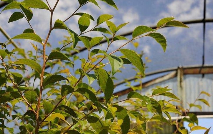 Hime-syara Stewartia