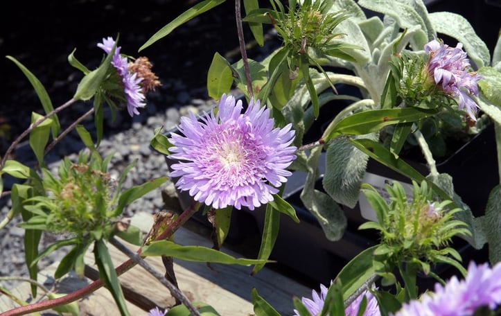 Cornflower Aster