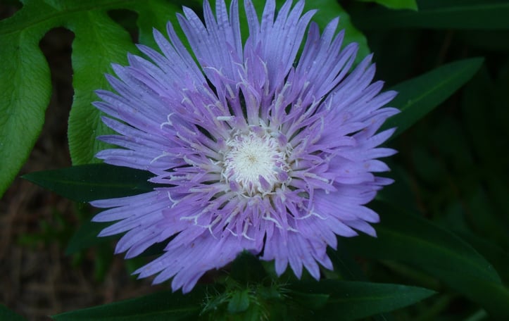 Cornflower Aster