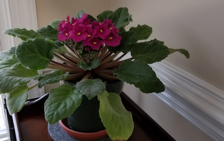 African Violet