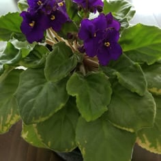 African Violet 2