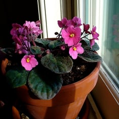 African Violet 3