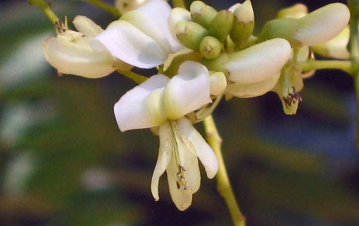 Dragon-claw Scholar tree