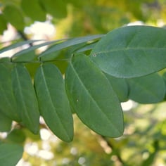 Dragon-claw Scholar tree 2