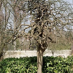 Dragon-claw Scholar tree 3