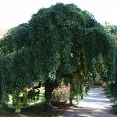 Dragon-claw Scholar tree 4