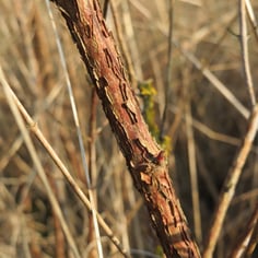 Buckbrush 3