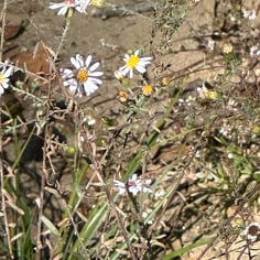 Bushy American-aster 2