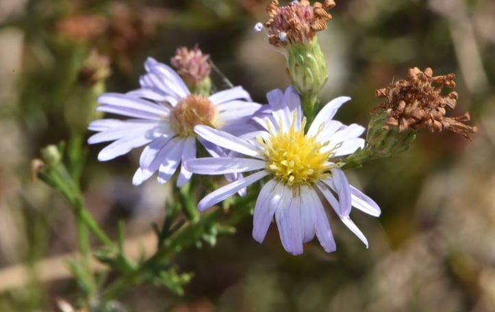 Bushy American-aster
