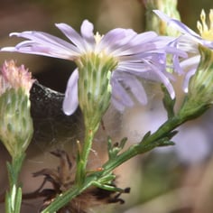 Bushy American-aster 3