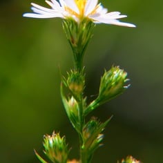 Aster ericoides 2