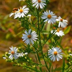 Aster ericoides 3