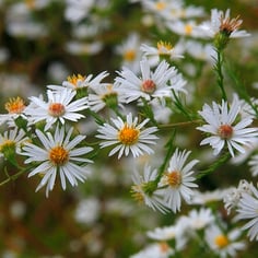 Aster ericoides 4