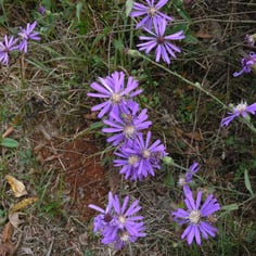 Georgia Aster 3