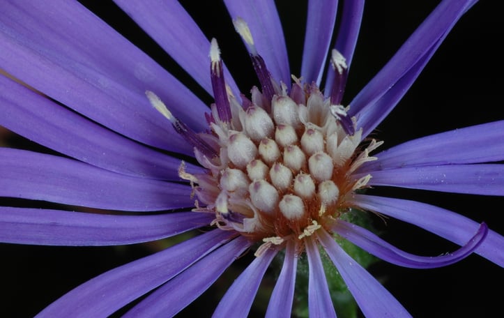 Georgia Aster