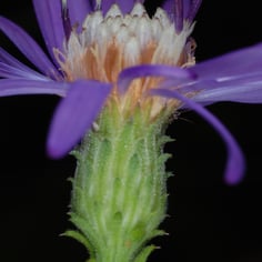 Georgia Aster 2
