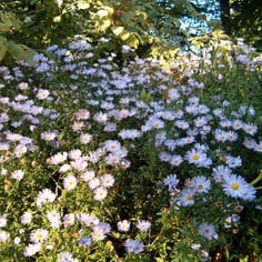Michaelmas Daisy 3