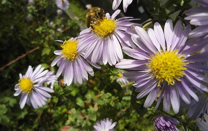 Michaelmas Daisy