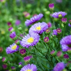 Michaelmas Daisy 2