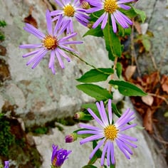 Clasping Aster 2