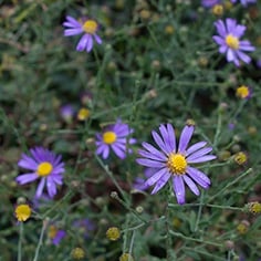 Clasping Aster 3
