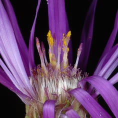 Barrens Silky Aster 2