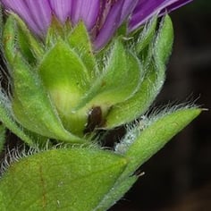 Barrens Silky Aster 3