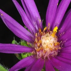 Barrens Silky Aster 4