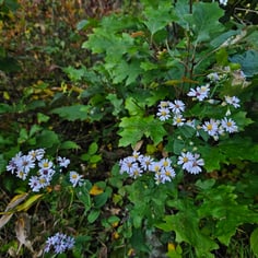 Wavy Leaf Aster 3