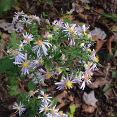 Wavy Leaf Aster 4