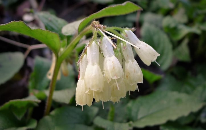 Comfrey