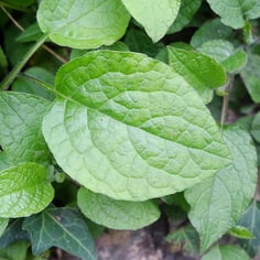 Comfrey 2