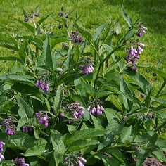 Comfrey 3