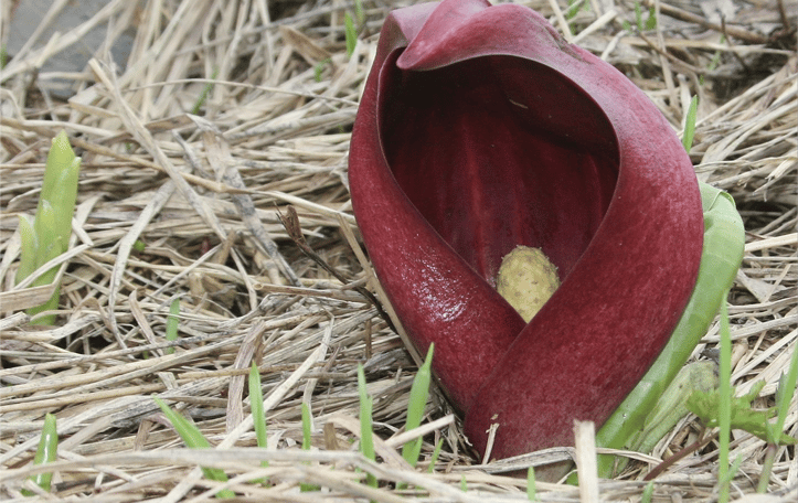 Eastern Skunk Cabbage
