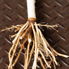 Eastern Skunk Cabbage 2