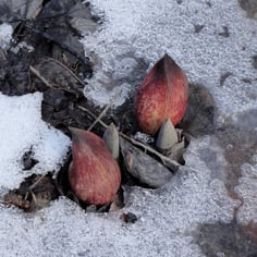 Eastern Skunk Cabbage 3