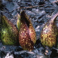 Eastern Skunk Cabbage 4